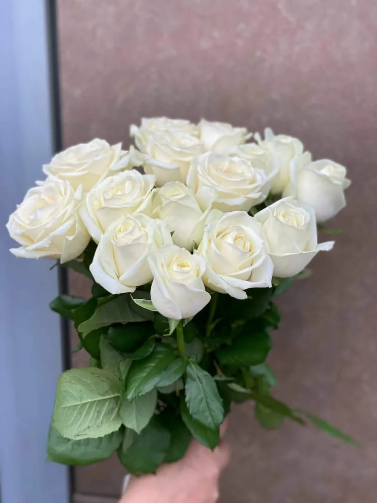 White Roses