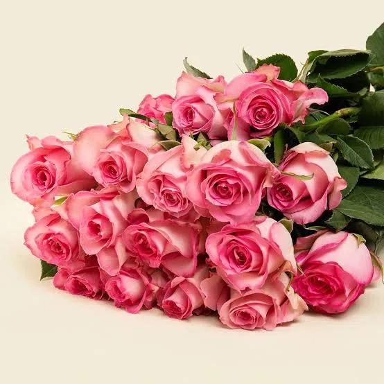 Pink Roses