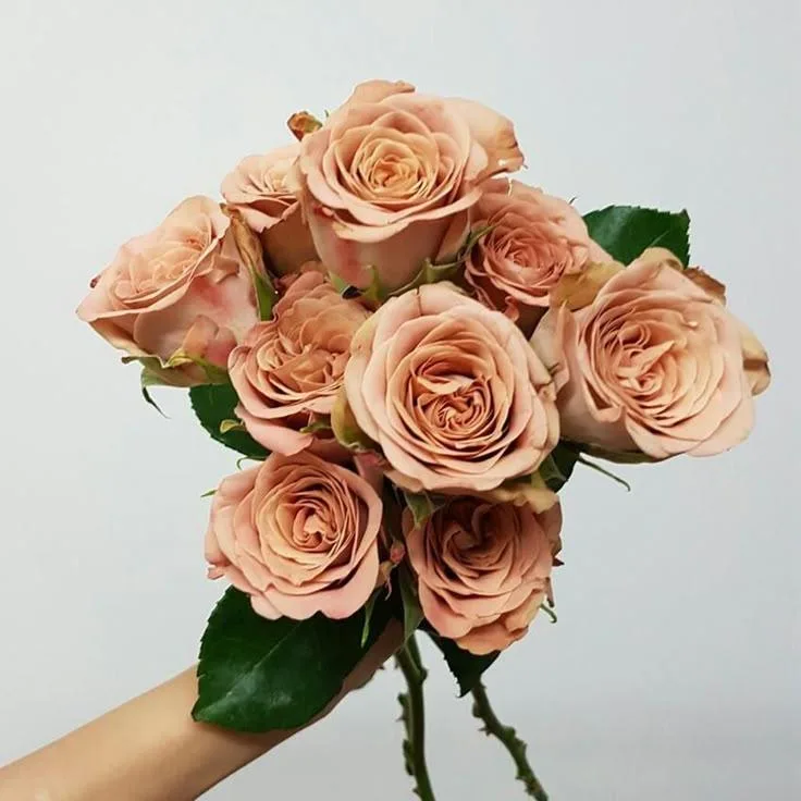 Cappuccino Roses