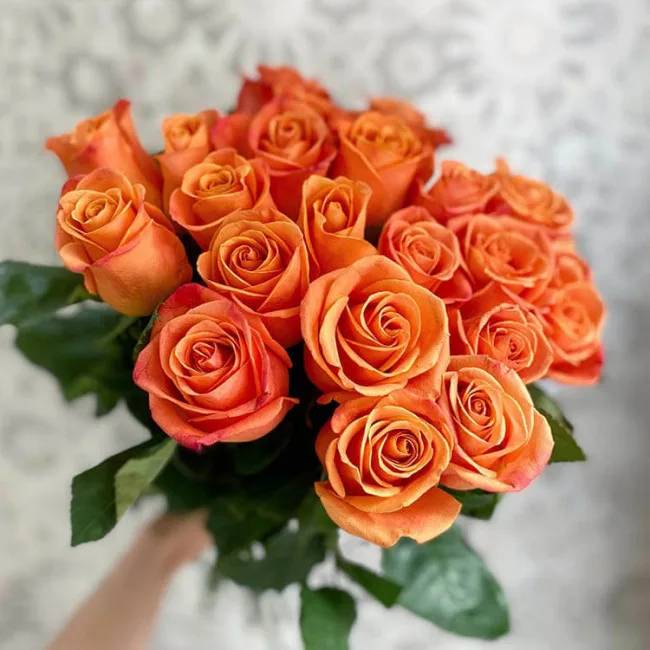 Orange Roses