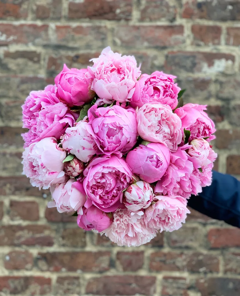 Pink Peonies