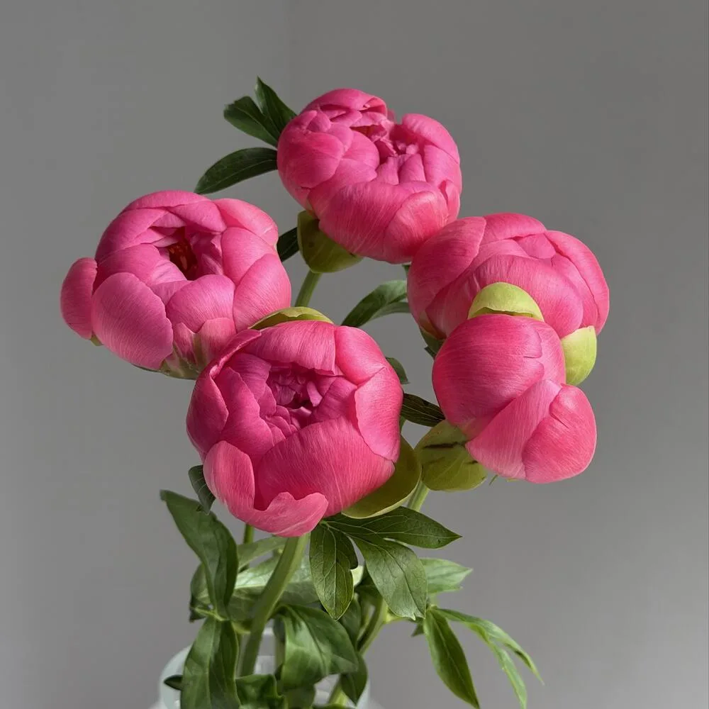 Coral Peonies