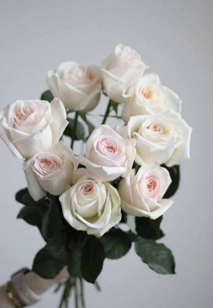 White O'Hara Roses