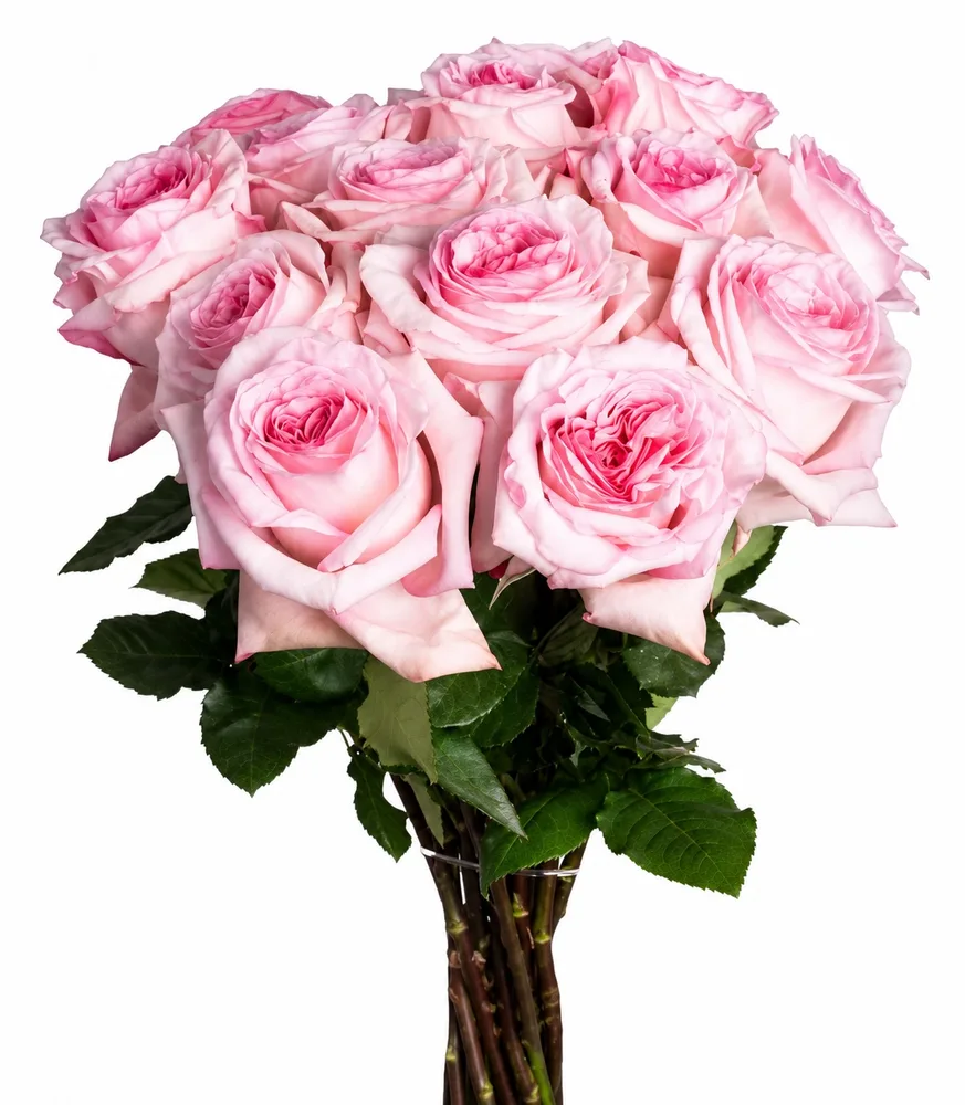 Pink O'Hara Roses