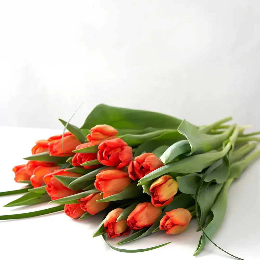 Orange Tulips