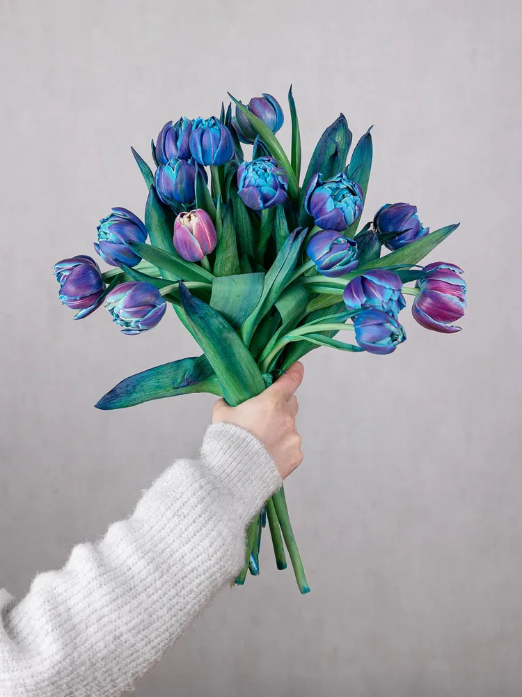 Double Babble Tulips