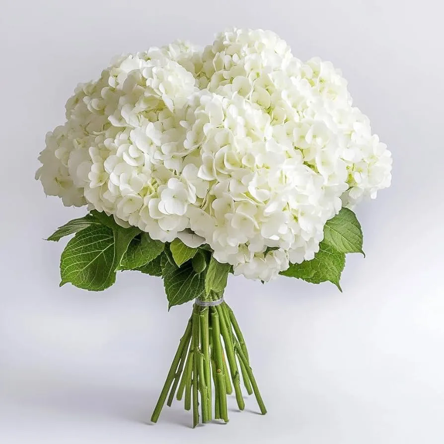 White Hydrangeas