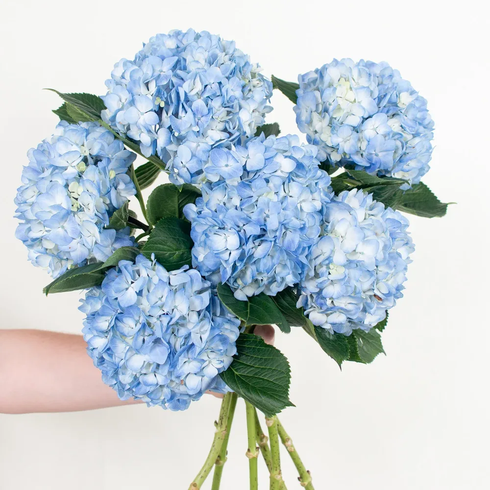 Blue Hydrangeas