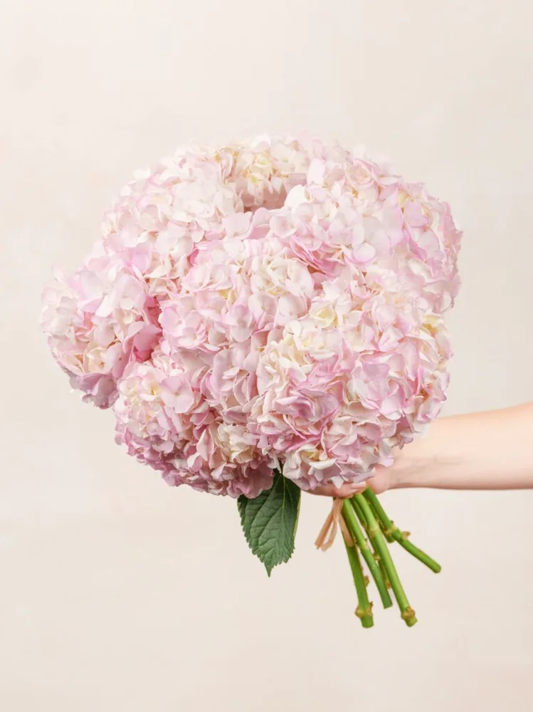 Pink Hydrangeas