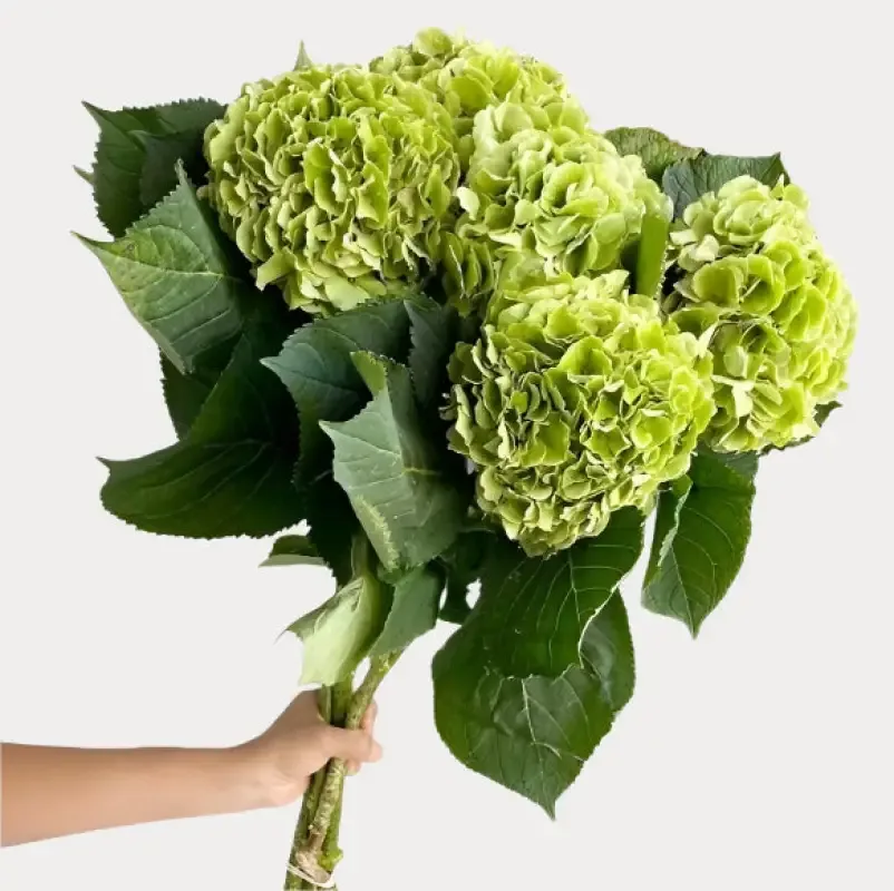 Green Hydrangeas