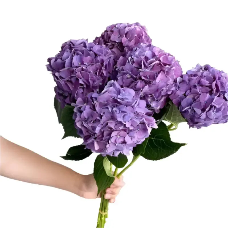 Purple Hydrangeas