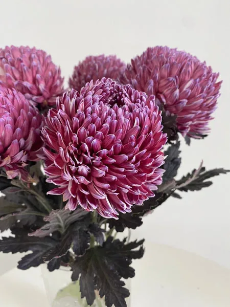 Pink Chrysanthemums