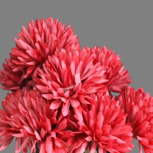 Red Chrysanthemums