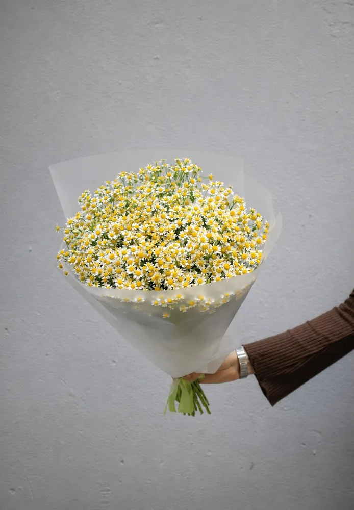 Daisy Chamomile
