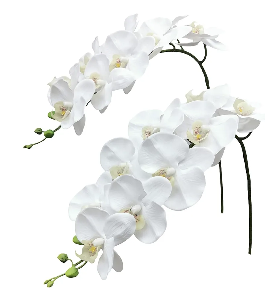 Orchid