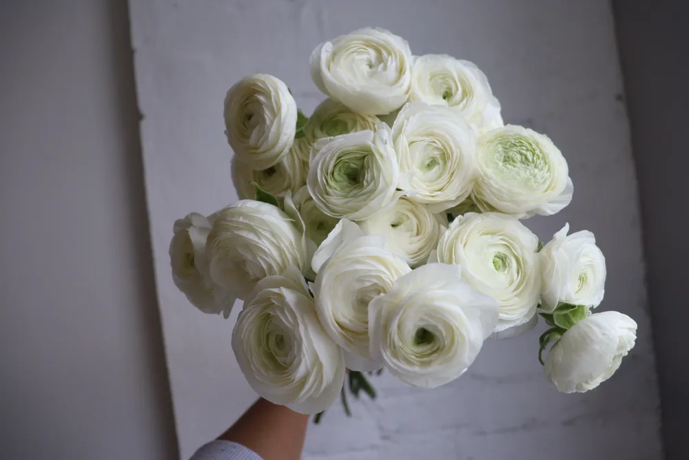 White Ranunculus