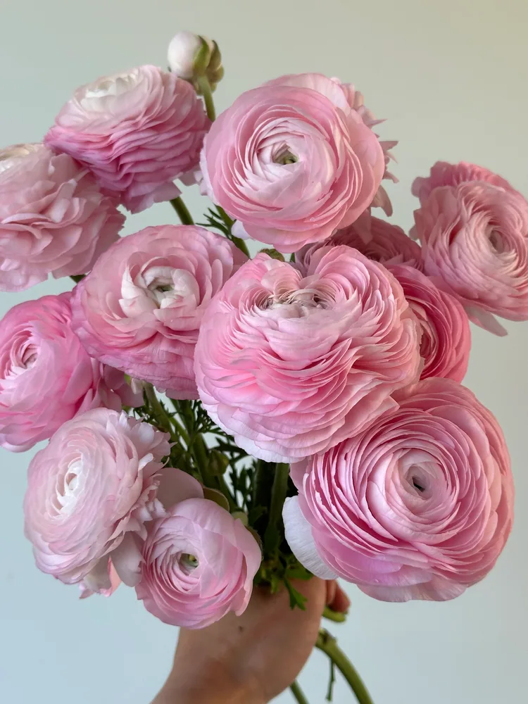 Pink Ranunculus