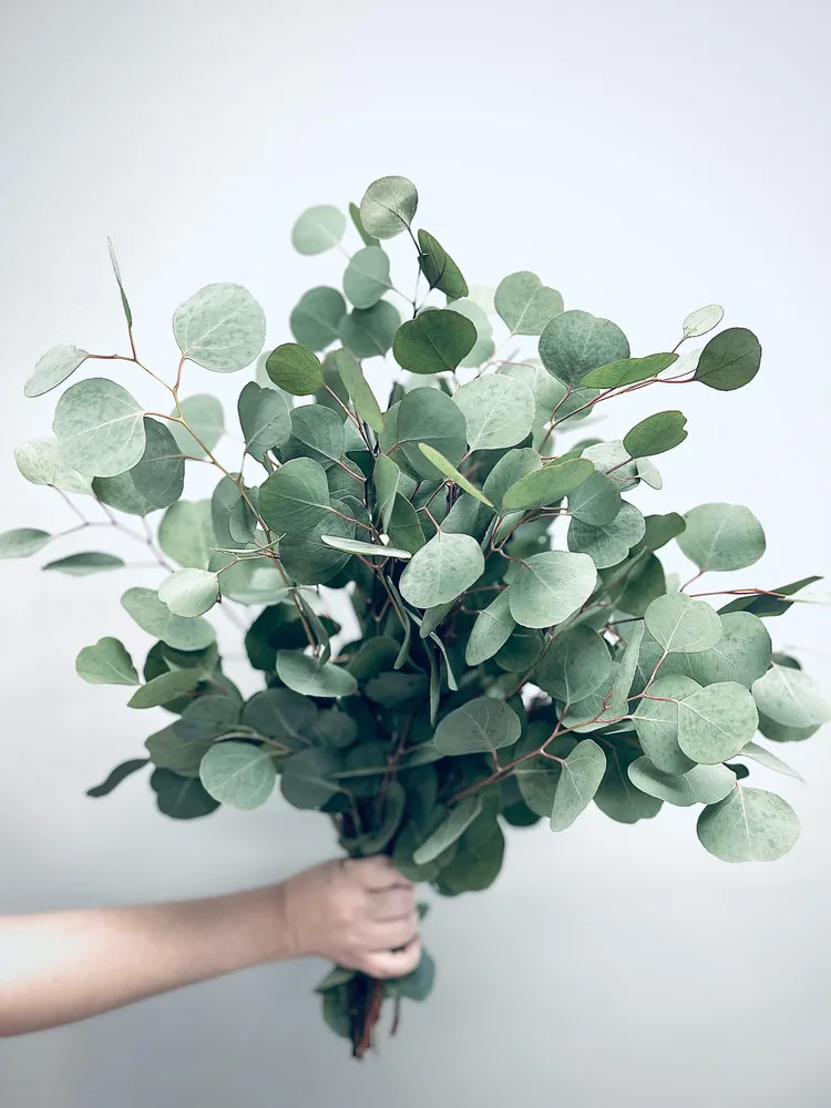 Eucalyptus
