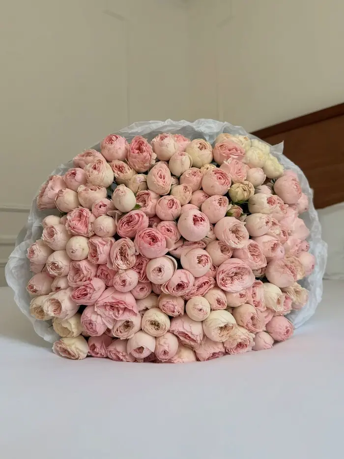 Blush Peony Roses