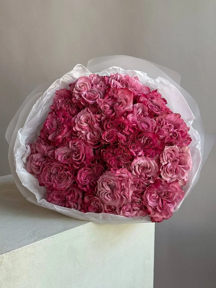 Magenta Garden Rose Cloud
