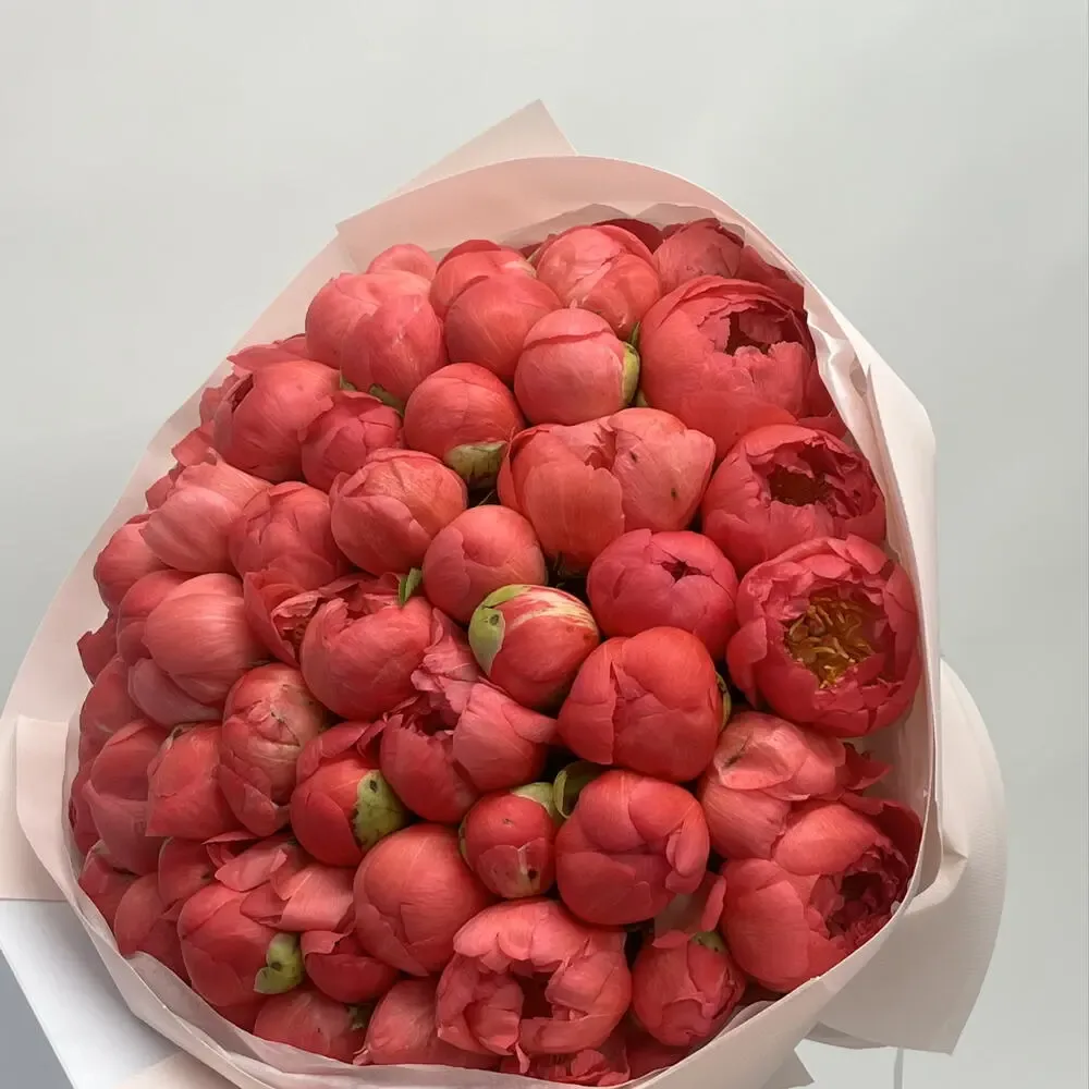 Peonies Red