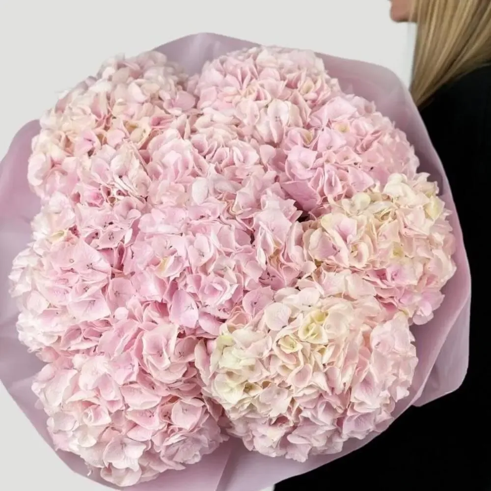 Hydrangea Pink