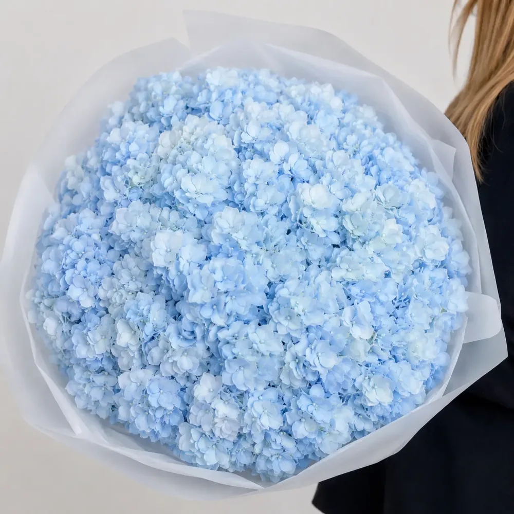 Hydrangea Blue