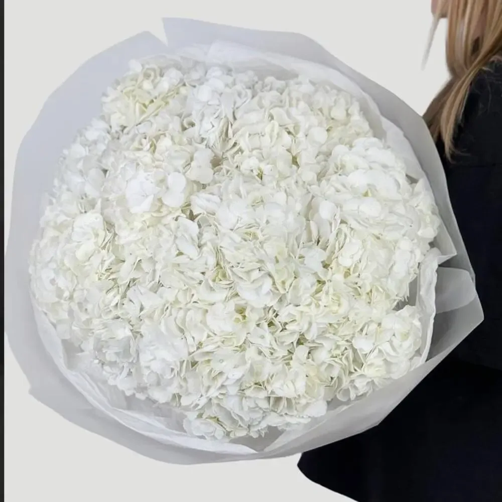 Hydrangea White