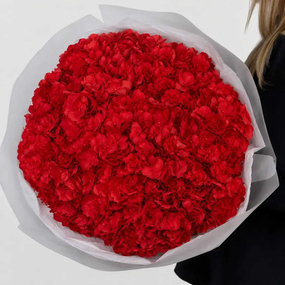 Hydrangea Red