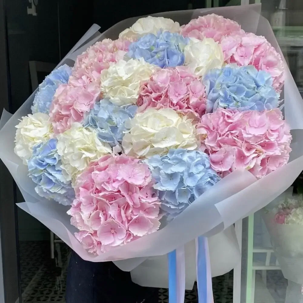 Hydrangea Pastel